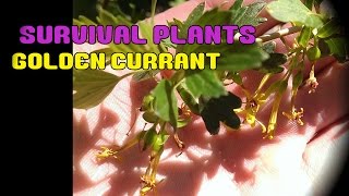 Golden Currant - Survival Plants #2