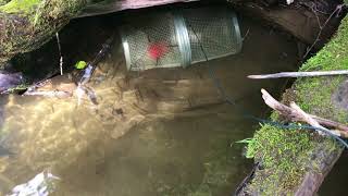 Sampling Baby Chinook Salmon in Interior Alaska