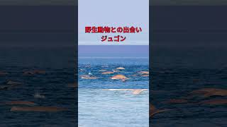 【バーレーン】1分で巡るハワール諸島の魅力 |ハワール諸島観光ガイド#ハワール諸島観光#旅行#海外#西アジア