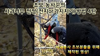 (시골/농부)사과나무 전정(전지or가지치기)방법 4탄