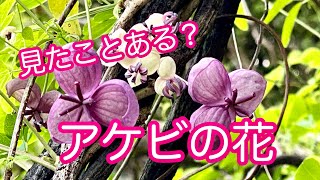 アケビの花