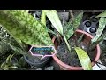 PHILO+ANTHURIUM+AGLAONEMA+SANSEVERIA+FERN vlog #87