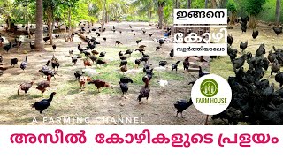 കോഴികളുടെ ചാകര  ഇങ്ങനെ വളർത്തണം കോഴികൾ largest aseel farm [ vikas vikky# large farm# nattu kozhi#