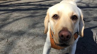 #362【ラブラドール１歳】バウちゃんバウちゃん呼んでみました Labrador puppy 1 year old called his name