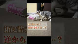 ティッシュ箱に滑り込む猫。逆から覗いてみた