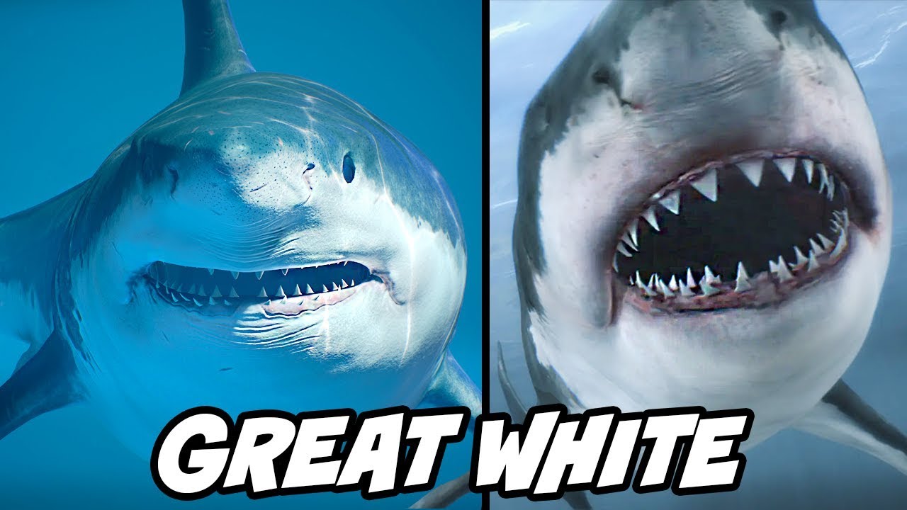 Interesting Facts About Great White Sharks - YouTube