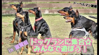 ドッグランに集合☆みんなで遊ぼう！withドーベルマン【doberman】