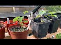 growing trees from seed