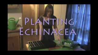 Planting Echinacea Planting Echinacea