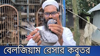 পারভেজ ভাইয়ের রেসার কবুতরের লফ্ট | racing pigeon loft | Hujur Loft |