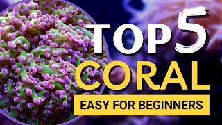 TOP 5 Corals for Beginners