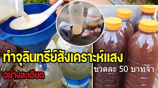 สอนทำ...จุลินทรีย์สังเคราะห์แสง อย่างละเอียด มือใหม่ที่ทำไม่เป็น ทำตามได้เลย ต่ายHunberryz.