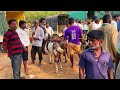 bustling channarayapatna sheep market livestock trading in a rural livestock market of karnataka