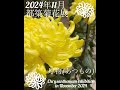 【2024年11月 都築菊花展】