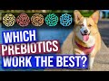 Best Probiotics for Dogs - Which Ones Work The Best?