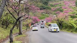 Okinawa Cherry Blossom.Yaedake mountain