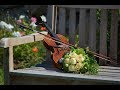 Viva La Vida Coldplay-Wedding String Quartet