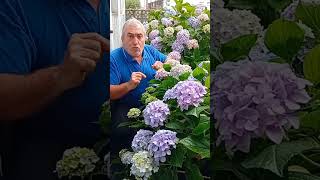 Te cuento un secreto sobre las hortensias 🤫💐  ¿Sabes de qué depende su color?