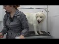 beautiful akbash maremma farm dog transformation