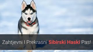 🐕 Sibirski Haski Pas – Sve O Sibirski Haski Pasmini Pasa!