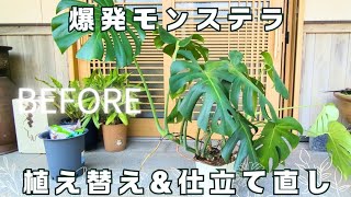 大物【植え替え】伸び過ぎてしまったモンステラ植え替え\u0026仕立て直し×【ASMR】田舎の音　#モンステラ　#園芸　2024夏休み　monstera growth