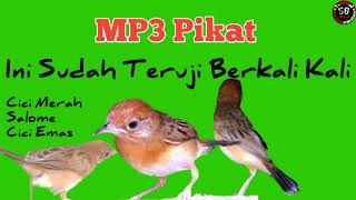 Suara Pikat Burung Cici Merah Mix SG Pulot