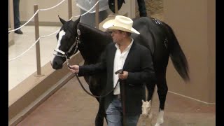 2021 Ruidoso Select Yearling Sale Recap: Day 1-StallioneSearch