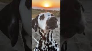 Sunsets with you…🤍 #dalmatiner #dalmatian #puppy #sunsetview #cutedog #cutepuppy #puppylife #beach