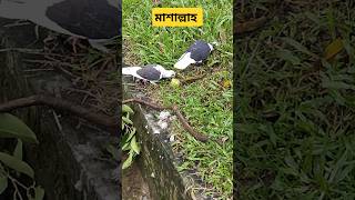 একটা উড়ন্ত ভালোবাসা #tiktok #pigeon #kabutarandekabdetehain #bird #kabutar #birdspecies #ytshorts#yt