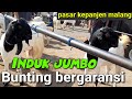 HARGA KAMBING TERKINI !! PASAR HEWAN KEPANJEN MALANG,KAMIS 17 OKTOBER 2024.@koncoternakchanel