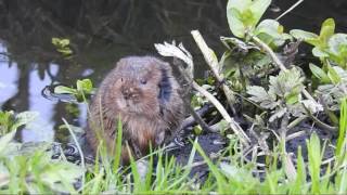 The best place to spot water voles in the UK!