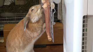 水を飲むうさぎ    　　　　　 （チャップ・ダンダンウー）