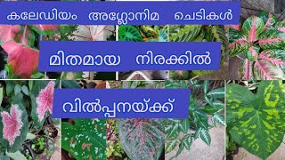 നല്ല നല്ല കലേഡിയം അഗ്ലോനിമ ചെടികൾ വില്പനയ്ക്ക്