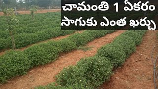 ఎకరం చామంతి  సాగు   వివరాలు  ! mvm village AGRICULTURE