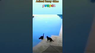 animal funny🤣😝😜 videos|must watch my best hot videos 🔥🔥🔥🔥🔥please subscribe my channel#shorts