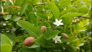 Beautiful Flowers And Fruits Of Carissa Carandas // করমচা