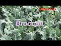 large scale vegetable farming in japan ibaraki.