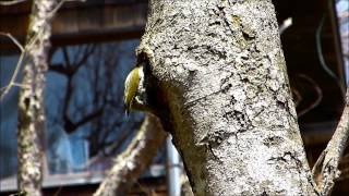 アオゲラ♀ 【キツツキ】 Japanese  Woodpecker．