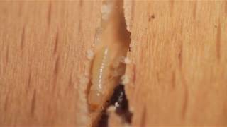 Drywood termite (Cryptotermes declivis)