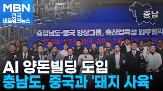 AI 양돈빌딩 도입…충남도, 중국과 손잡고 '돼지 사육' [전국네트워크]