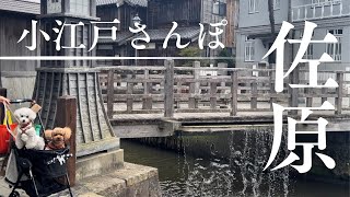 【#vlog 】愛犬と千葉旅行✨前編✨水郷佐原で江戸の世界へタイムスリップ