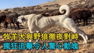 危機四伏！牧羊犬與野狼徹夜對峙，激怒後瘋狂追擊令人驚心動魄！