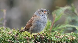 Dunnock (4K)