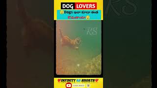 కుక్కలు ఇలా కూడా ఈత కొదతాయా😯#interesting #newvideo#amazing #trending#trendingshorts #doglover#dog