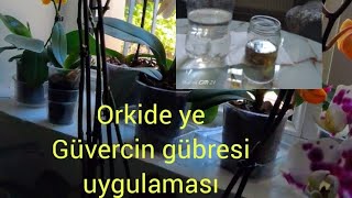 orkideye güvercin gübresi uygulamalı anlatım videosu #orkidebakımı