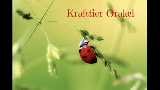 Krafttier Orakel 🐞