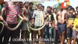 Snak king cobra snake rescued in Nayagarh