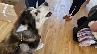 Husky Flirts With Everyone While In Public Places