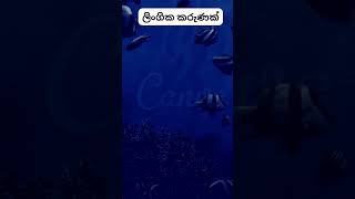 හම්බෝ ඔයාගේ දෙකත් මේ වගේද? 😲😲. #psychology  #education #shorts