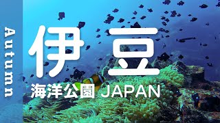 Overly Parental! Damsel Fish and the Stalker-like Parrotfish / In Japan /